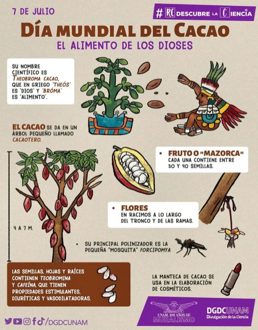 cacao-infografia-dia-mundial-del-cacao-1